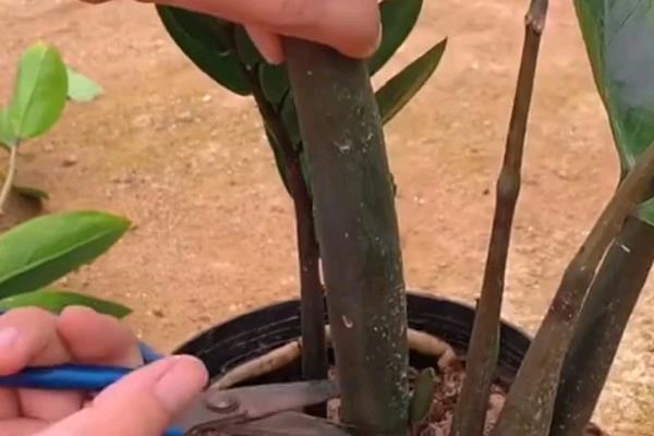 金钱树的养殖方法，在生长期间可每隔7-10天浇一次水