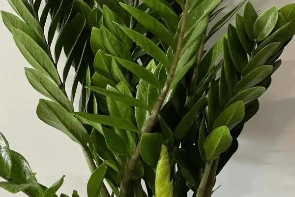 金钱树的养殖方法，在生长期间可每隔7-10天浇一次水