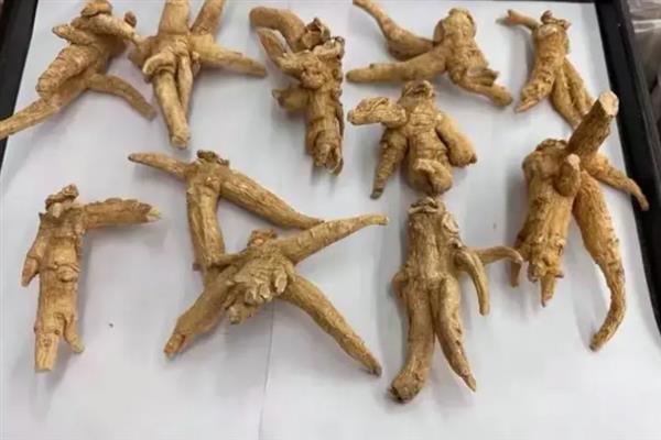 西洋参的价格，通常一斤售卖价格在199元左右