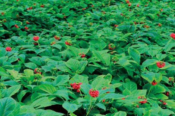 西洋参的价格，通常一斤售卖价格在199元左右