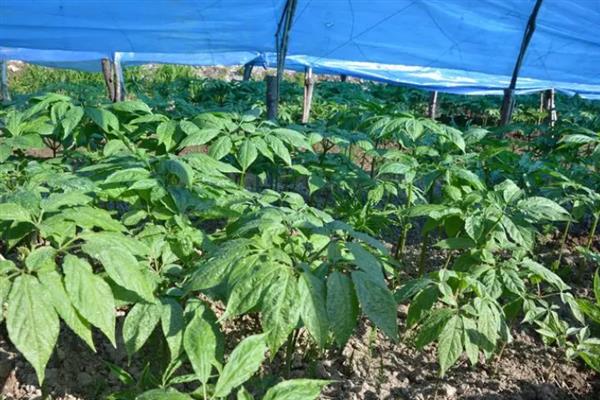 西洋参的价格，通常一斤售卖价格在199元左右