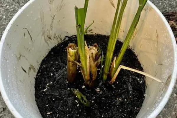 茭白如何种植，底肥可以有机肥或农家肥为主