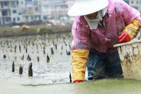 茭白如何种植，底肥可以有机肥或农家肥为主
