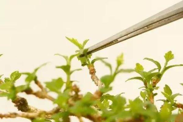 榕树盆景如何造型，可以通过提根的方法来造型