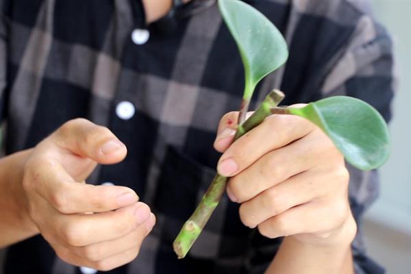 豆瓣绿如何扦插，建议在每年的3-5月进行