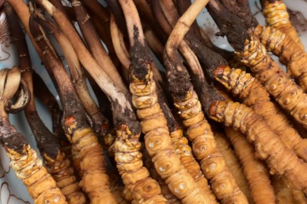 冬虫夏草是怎么形成的，是一种昆虫与真菌的结合体