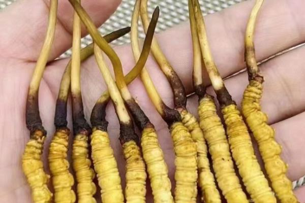 冬虫夏草是怎么形成的，是一种昆虫与真菌的结合体