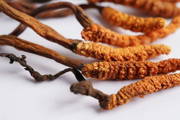 冬虫夏草是怎么形成的，是一种昆虫与真菌的结合体