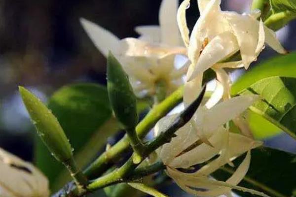 白兰花种子怎么保存，宜采用低温湿沙藏