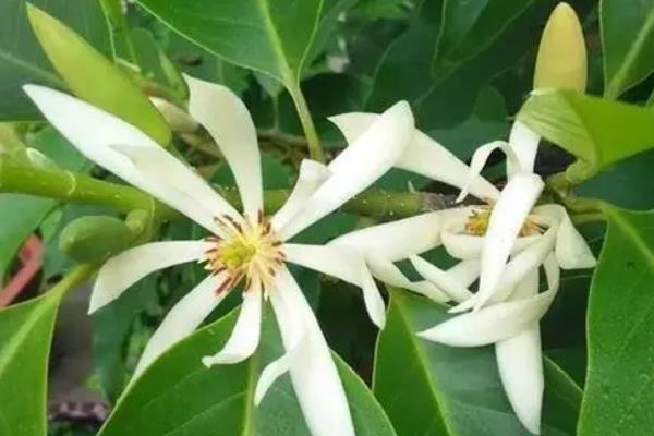 白兰花种子怎么保存，宜采用低温湿沙藏