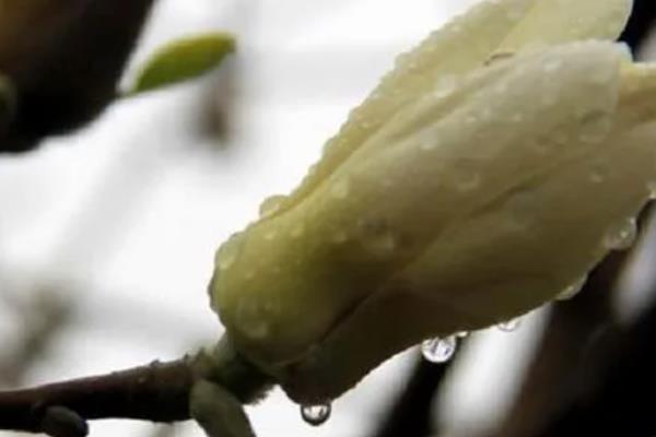 白兰花种子怎么保存，宜采用低温湿沙藏