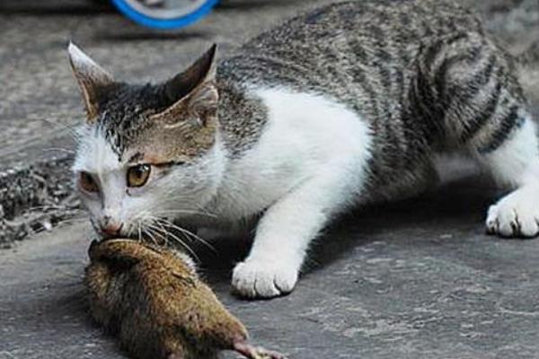 猫咪会被老鼠吓到吗，胆小的宠物猫咪容易会被老鼠吓到