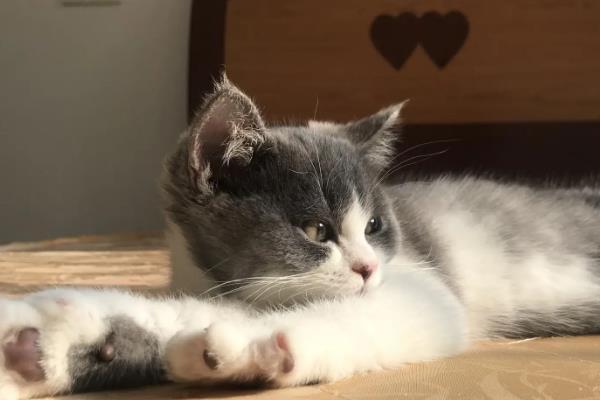 猫咪会被老鼠吓到吗，胆小的宠物猫咪容易会被老鼠吓到