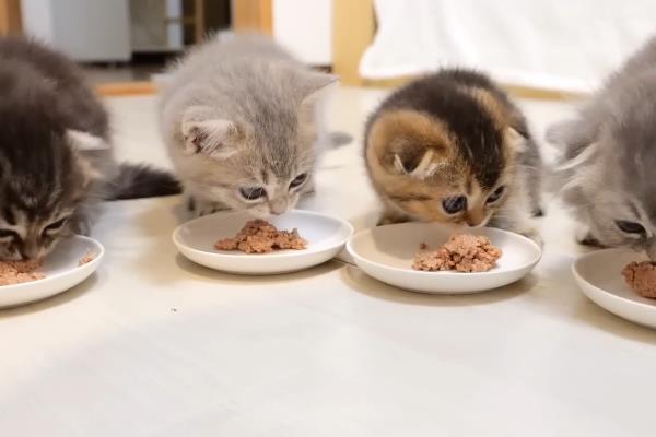 猫咪会被老鼠吓到吗，胆小的宠物猫咪容易会被老鼠吓到