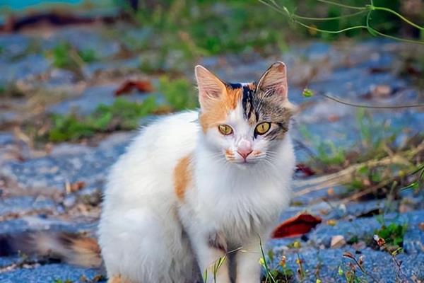 猫咪会被老鼠吓到吗，胆小的宠物猫咪容易会被老鼠吓到