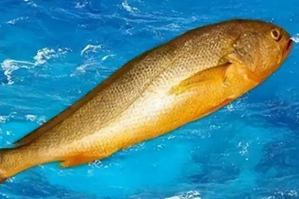 大黄鱼简介，是我国四大海洋经济鱼类之一