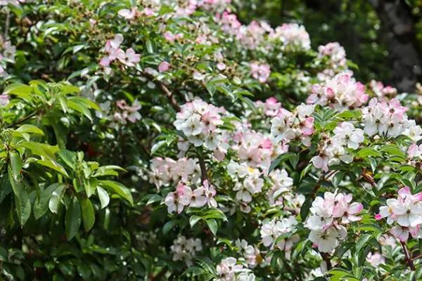 野坝子蜜是什么蜂蜜，是蜜蜂采集野坝子花蜜酿制而成的