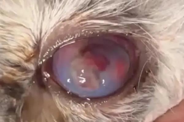 猫咪角膜损伤了的症状，症状是流泪、眼内分泌物增加等