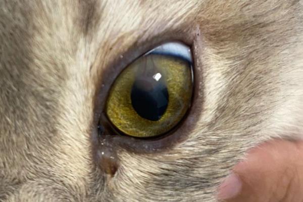 猫咪角膜损伤了的症状，症状是流泪、眼内分泌物增加等
