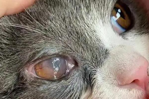 猫咪角膜损伤了的症状，症状是流泪、眼内分泌物增加等