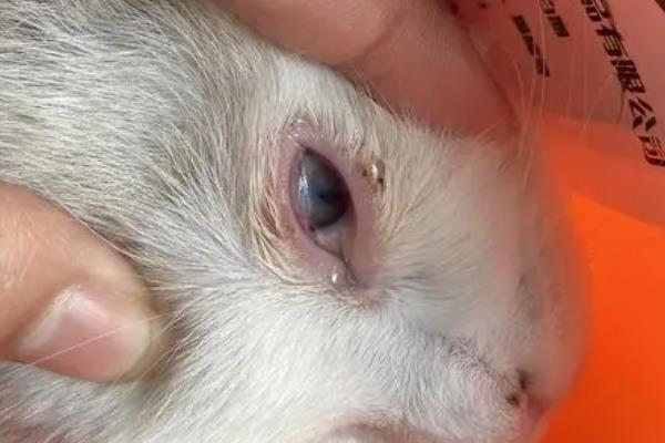 猫咪角膜损伤了的症状，症状是流泪、眼内分泌物增加等
