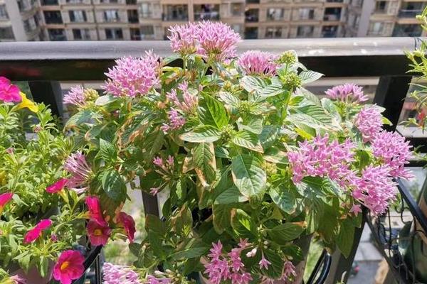 繁星花的种植方法，种植前土壤需要提前消毒