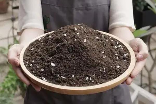 繁星花的种植方法，种植前土壤需要提前消毒