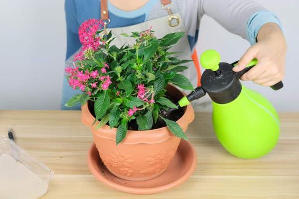 繁星花的种植方法，种植前土壤需要提前消毒