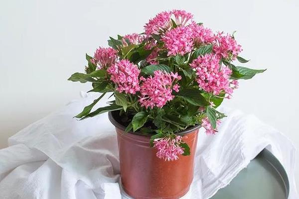 繁星花的种植方法，种植前土壤需要提前消毒