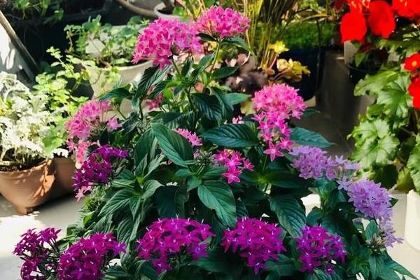 繁星花的种植方法，种植前土壤需要提前消毒