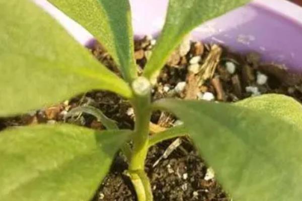 紫罗兰如何修剪，不同生长阶段的修剪方法不同