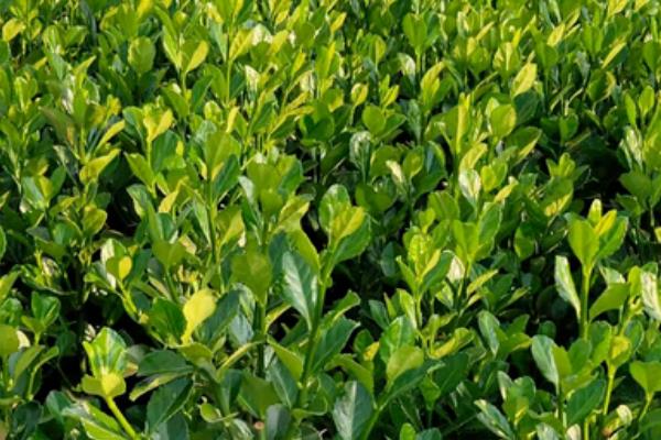 冬青的产地，主要分布于两半球的热带、亚热带至温带地区