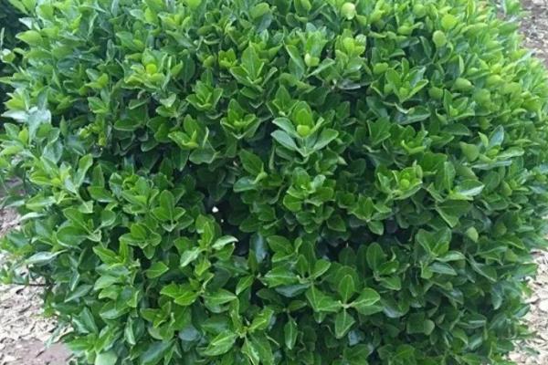 冬青的产地，主要分布于两半球的热带、亚热带至温带地区