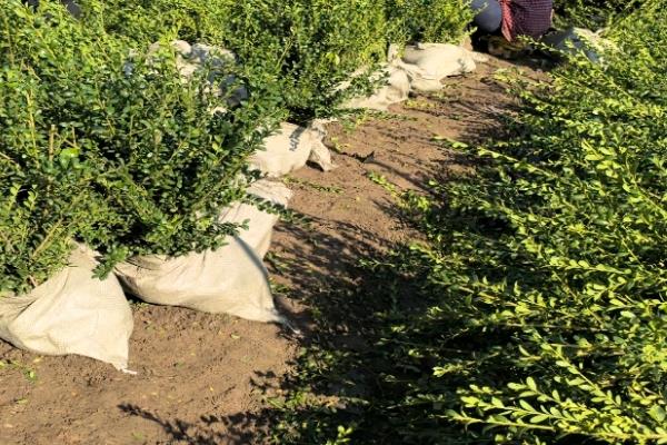 冬青的产地，主要分布于两半球的热带、亚热带至温带地区