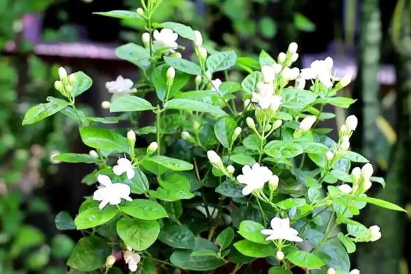 茉莉花的花色有几种，只有白色一种