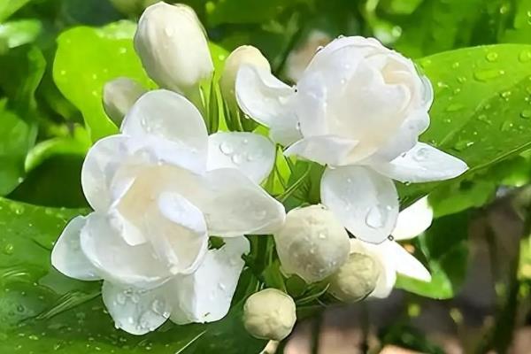茉莉花的花色有几种，只有白色一种
