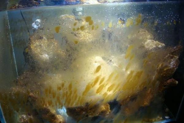 鱼缸怎么清洗水垢，可以用纸巾沾一点牙膏涂抹水垢