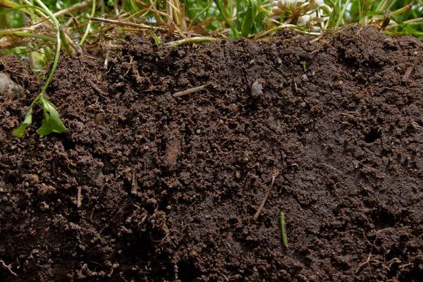 心叶球兰怎么养殖，根据当前季节调整室温