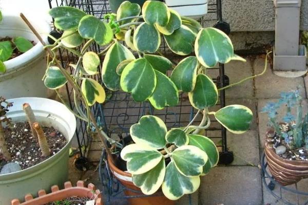 心叶球兰怎么养殖，根据当前季节调整室温