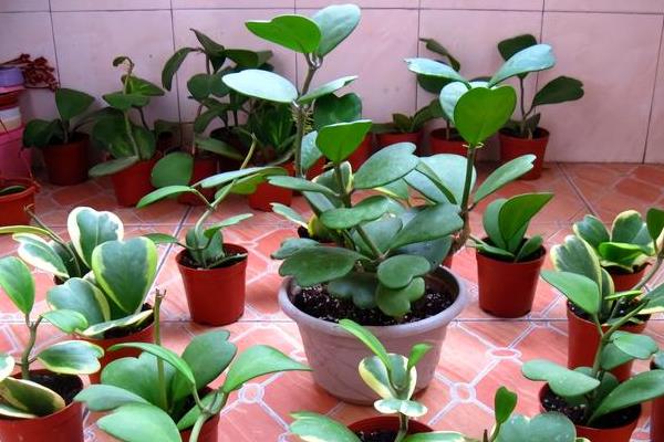 心叶球兰怎么养殖，根据当前季节调整室温