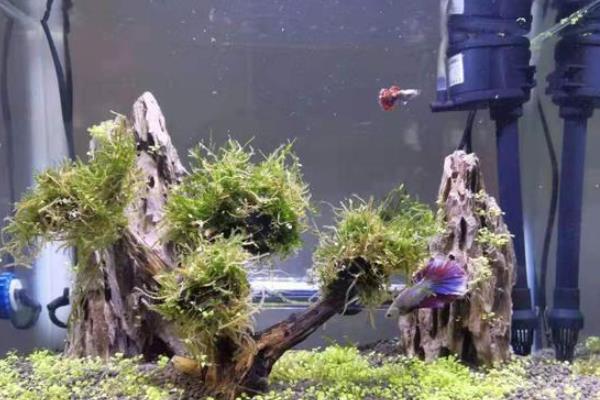 鱼多久换一次水，一般每3-7天就要换一次水