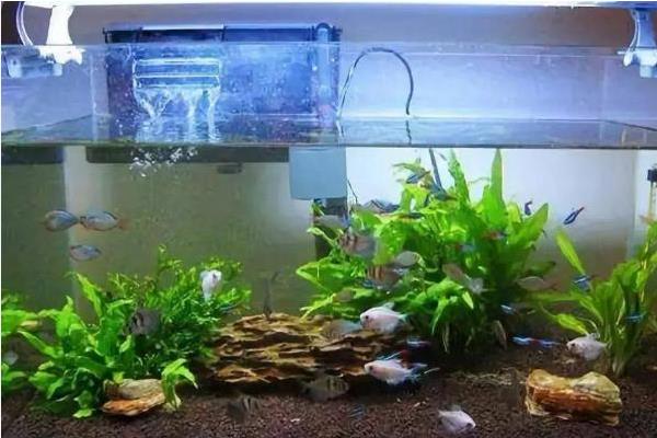 鱼多久换一次水，一般每3-7天就要换一次水