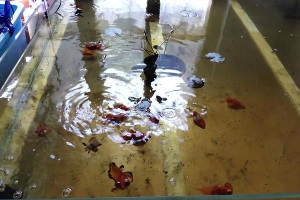 鱼多久换一次水，一般每3-7天就要换一次水