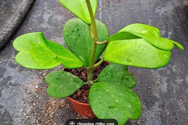 心叶球兰怎么养殖，根据当前季节调整室温