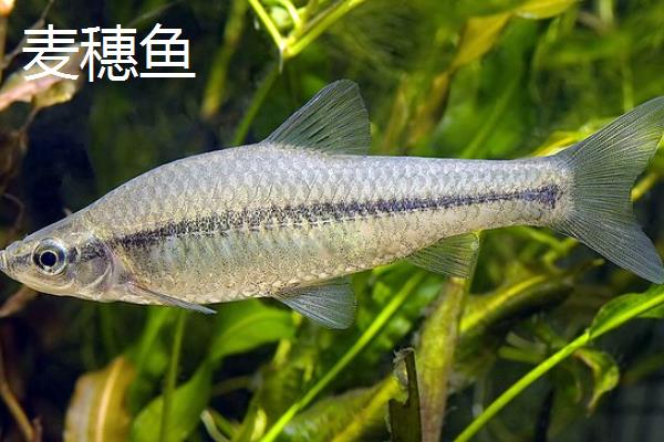 柳根鱼有没有刺，体内有大刺且数量少