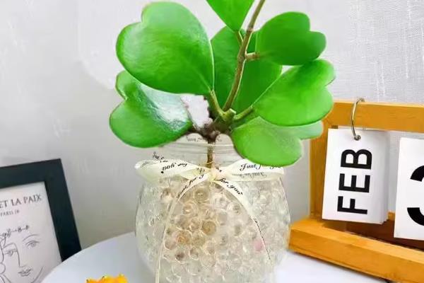 心叶球兰怎么养殖，根据当前季节调整室温