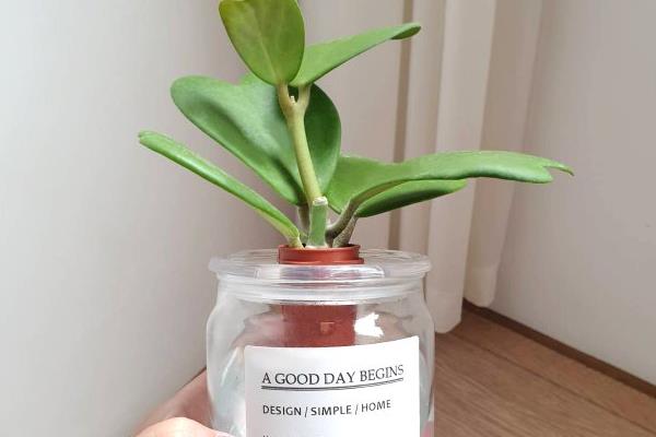 心叶球兰怎么养殖，根据当前季节调整室温