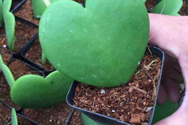 心叶球兰怎么养殖，根据当前季节调整室温