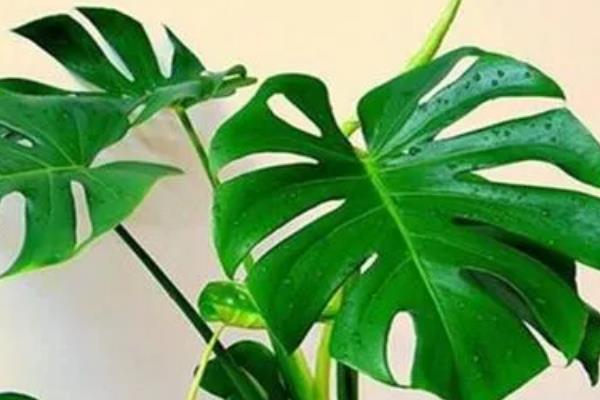 龟背竹枝干软无力的解决方法，一定要定期换盆