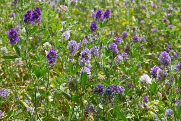 哪些牧草适合用来喂羊，包括菊苣、紫花苜蓿、鲁梅克斯等品种